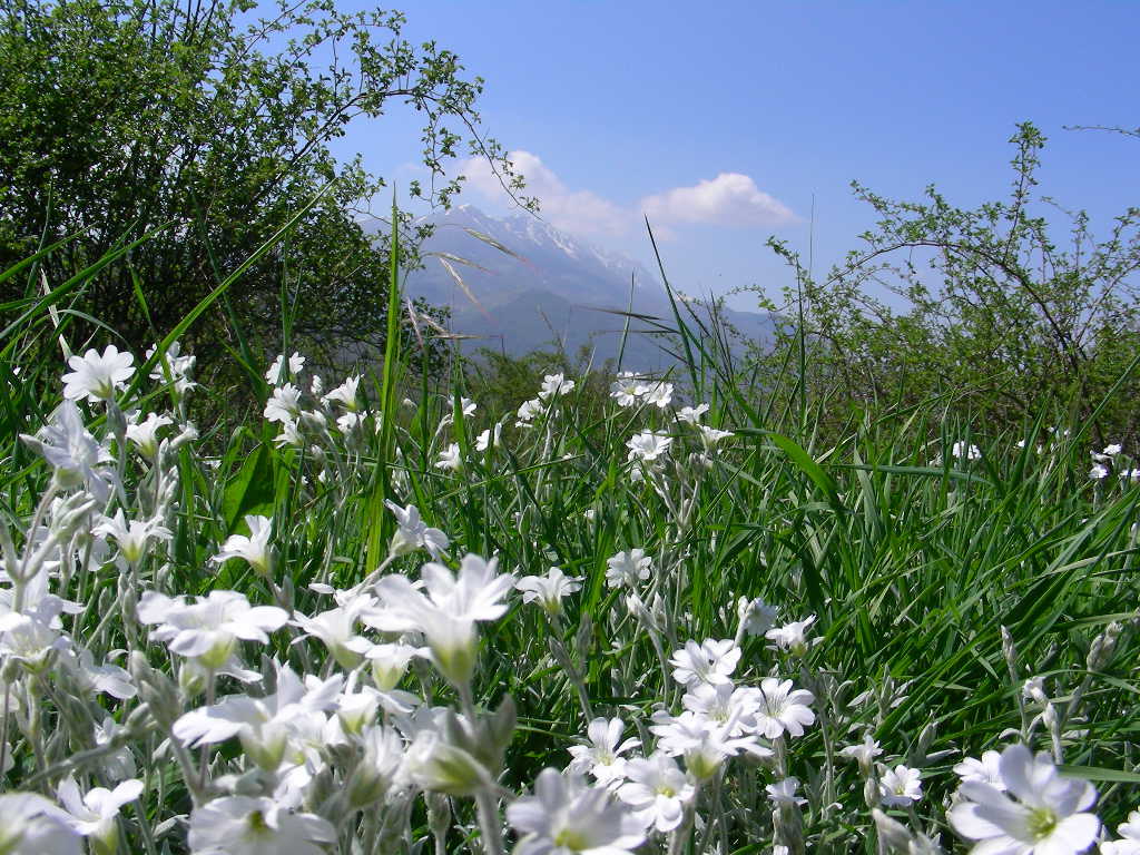 Monte SIRENTE in fiore ... Cerastium tomentosum